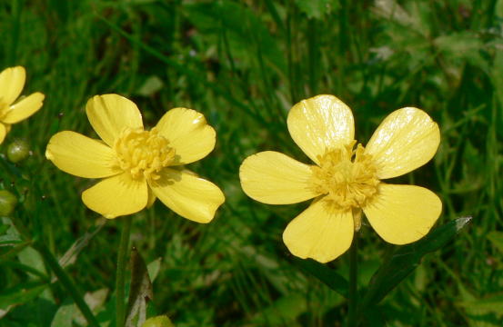 跡見群芳譜(野草譜 キンポウゲ)